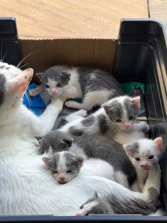 Gatinhos cinza e branco disponível para adoção - Foto 4