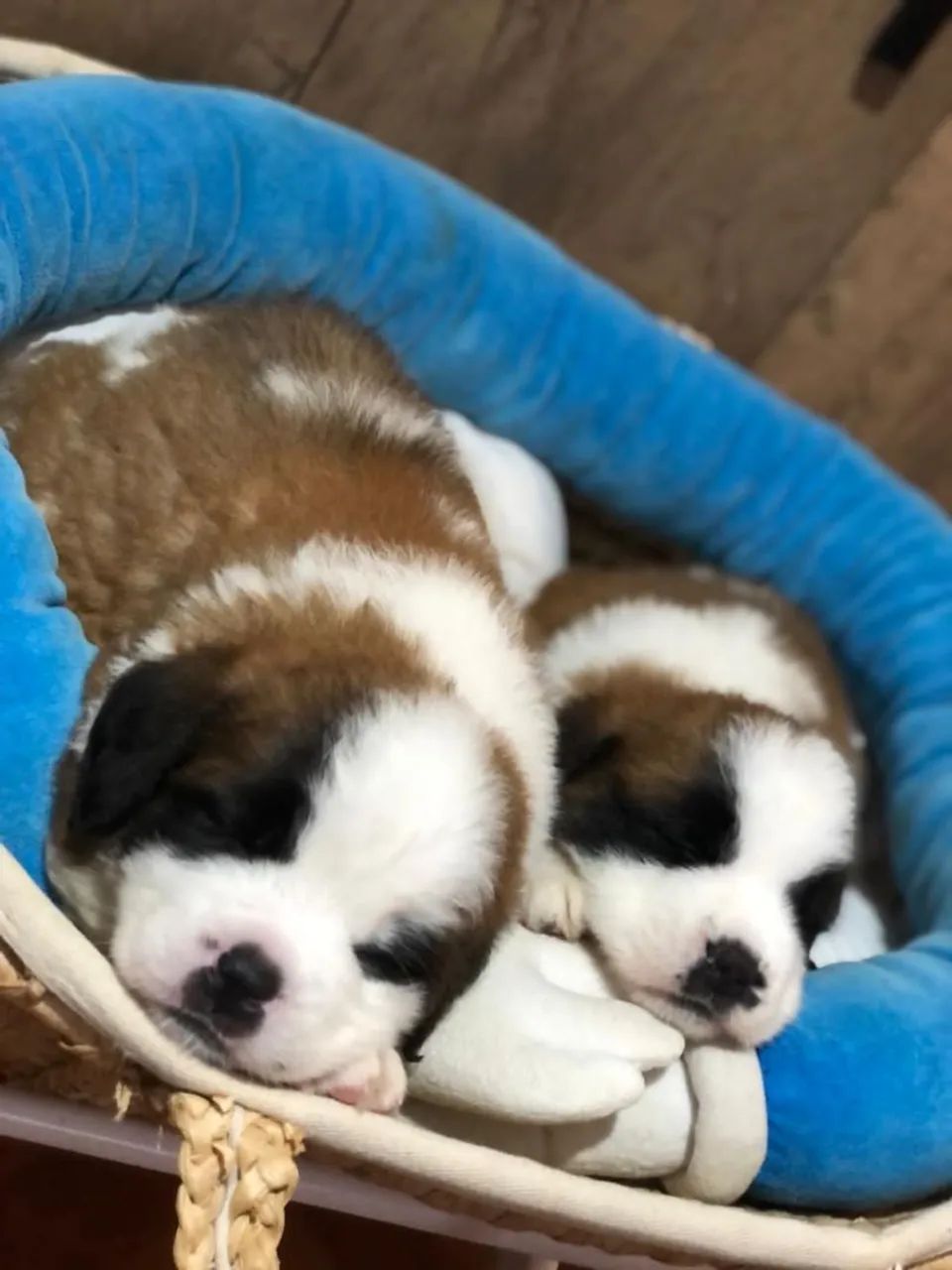 São Bernardo tricolor  - Foto 4
