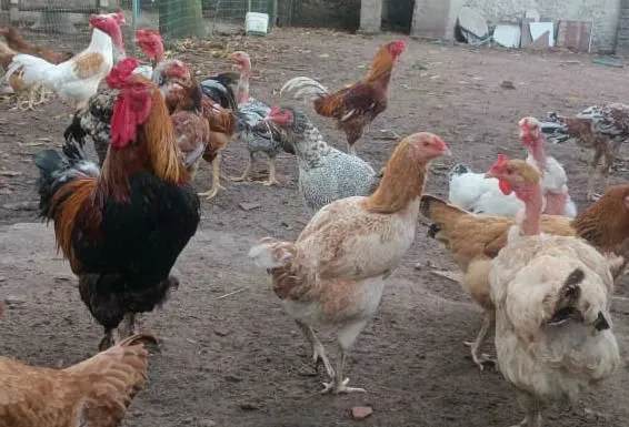 GALO BRAHMA PEH DE PENA