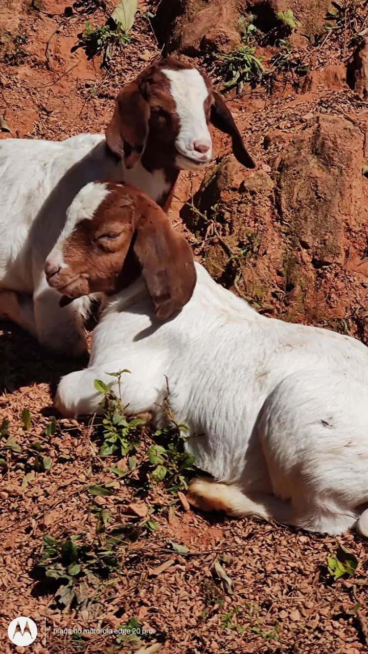 OVELHAS E CABRAS - Foto 5