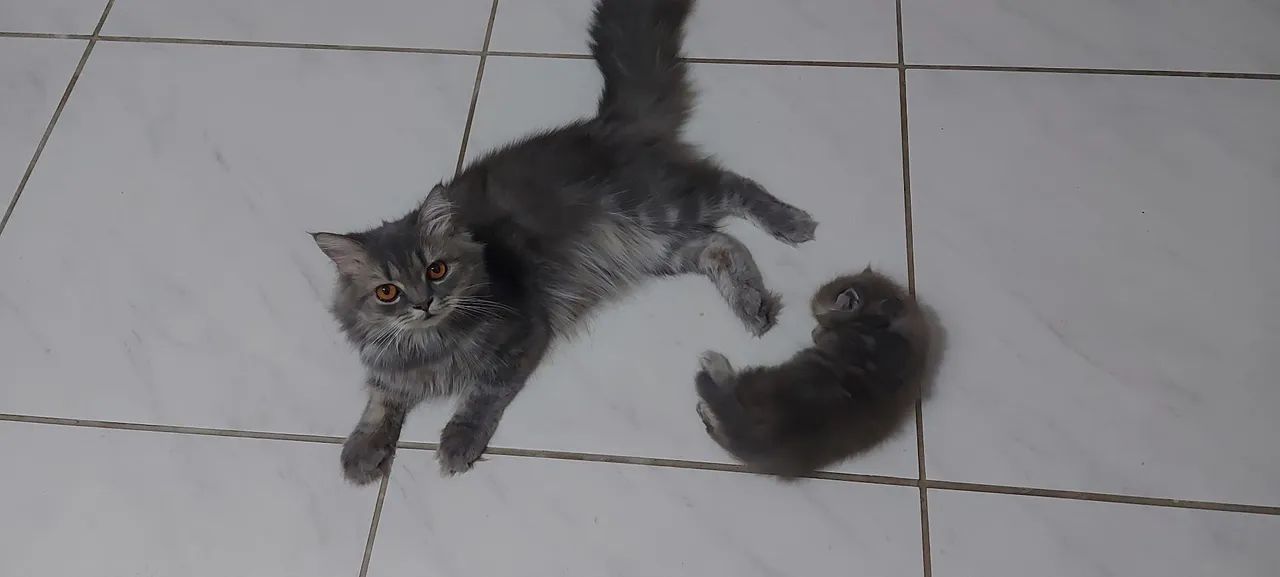 Gatinha Persa  - Foto 2