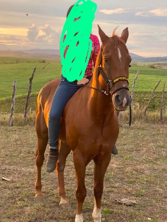 Cavalo para iniciante de direita