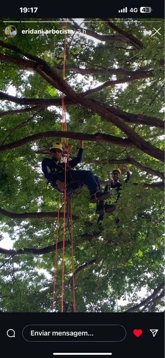 Corte e poda de árvores   - Foto 2