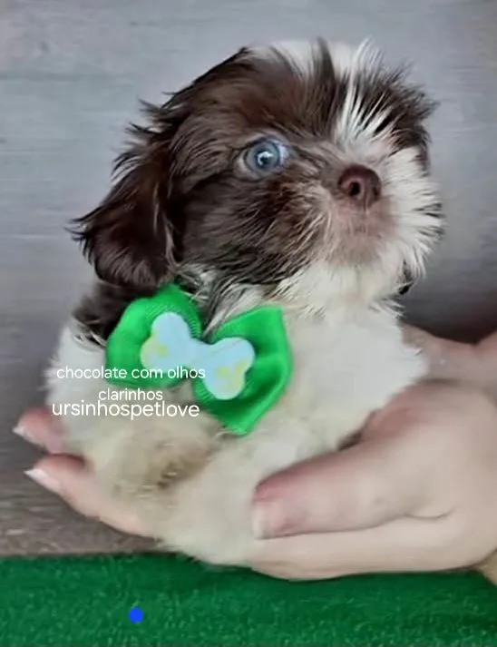 Filhote Shih Tzu minis e tamanho normal Olhos Claros e outras cores tbm