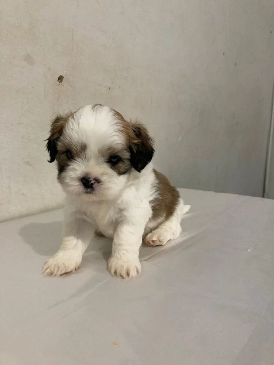 Filhote de Shih Tzu para venda