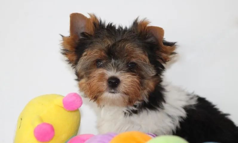 Biewer Terrier Tricolor Compacto - Inteligente, Fiel e Muito Sociável