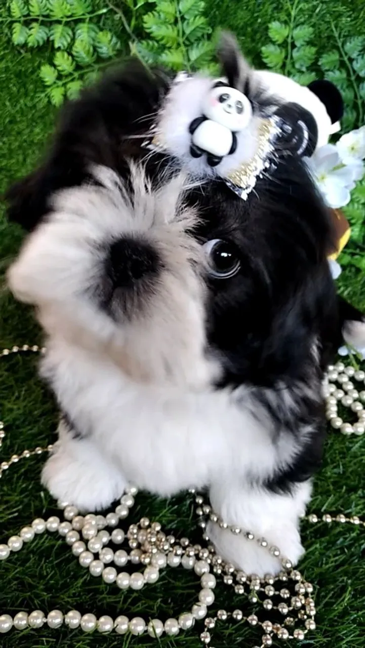 Filhote Shih Tzu Macho Branco/Preto- EvaFilhotes