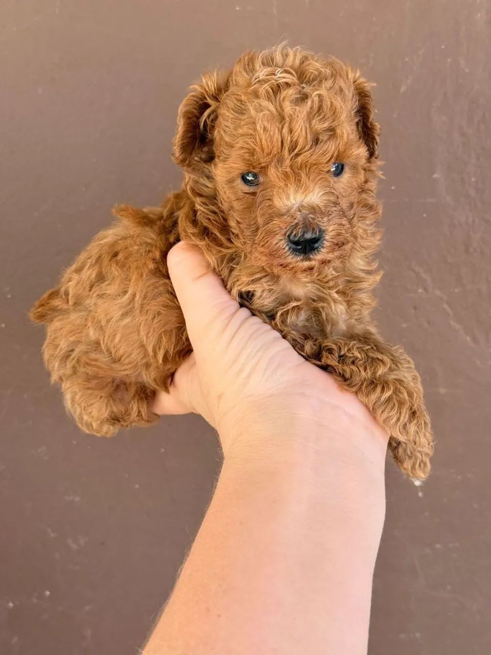 PoodleToy Red, muito carinhoso e brincalhão 