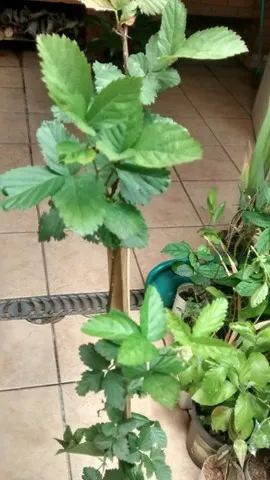 Vendo Mudas de Amora Negra - Guarulhos  - Foto 3