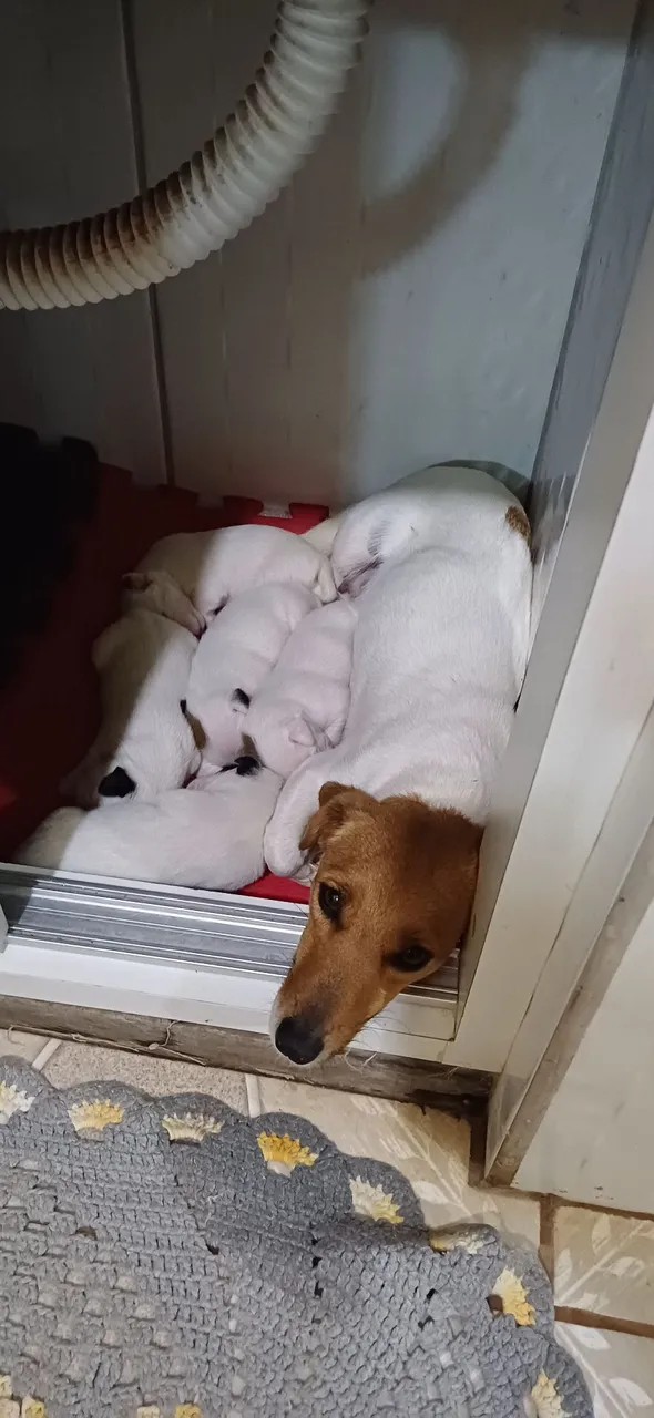 Filhotes de Jack russell terrier