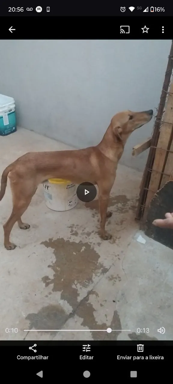Cachorro nacional com americano 