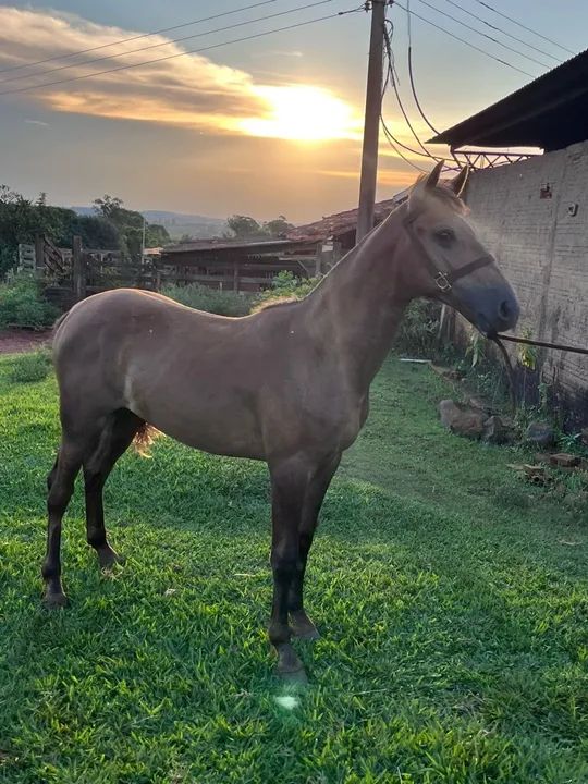 Potro mangalarga marchador  - Foto 2