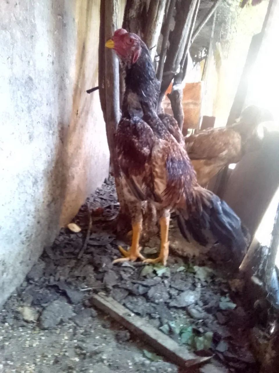 Galo de Raça para Criação - Foto 2