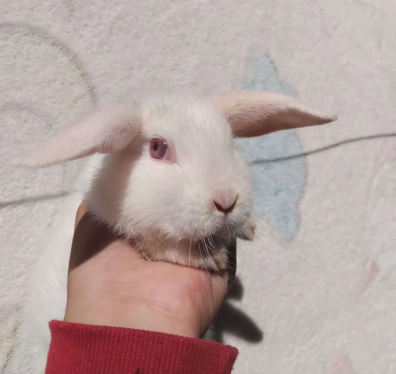 Coelhinho Branco de Olhos Vermelhos