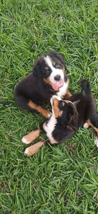 filhote fêmea bernese mountain com pedigree - Foto 6