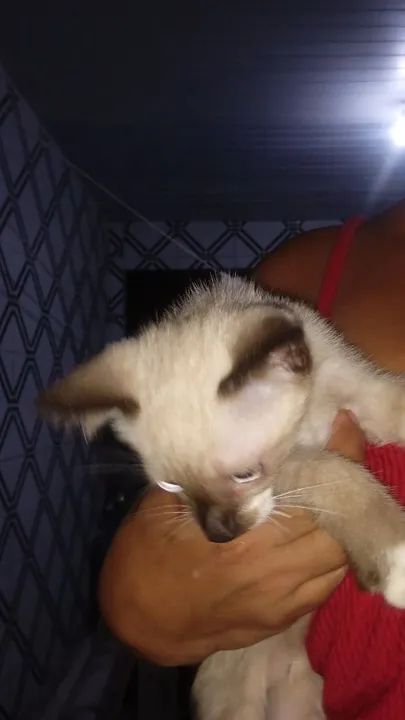 Gatinho Siames