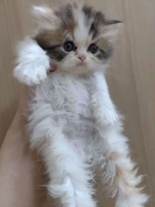 Linda gatinha tricolor!