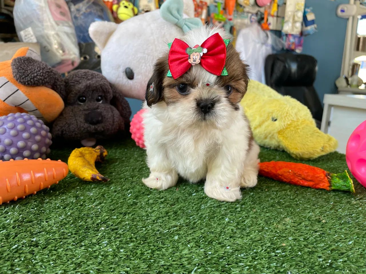 Shih tzu!!  - Foto 4