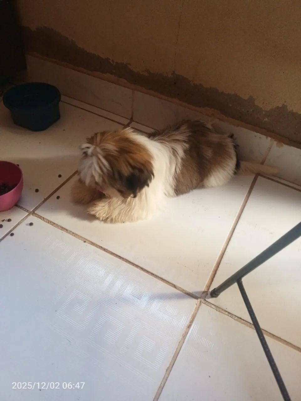 Vendo um shih Tzu 6 meses macho já da vacinado primeira dose - Foto 5