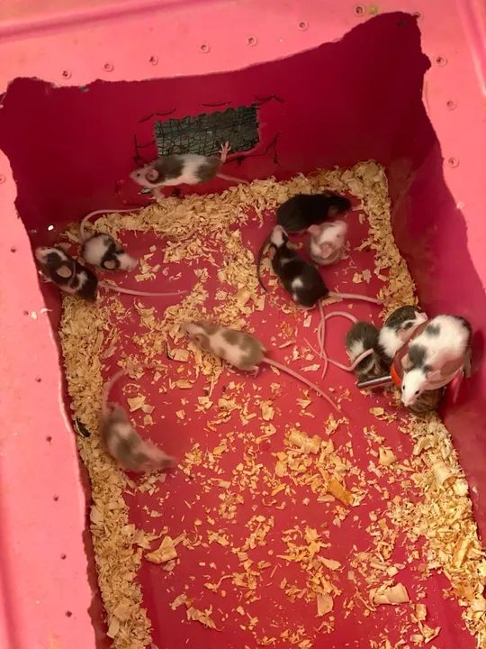 Filhotes de camundongos disponível pra venda 