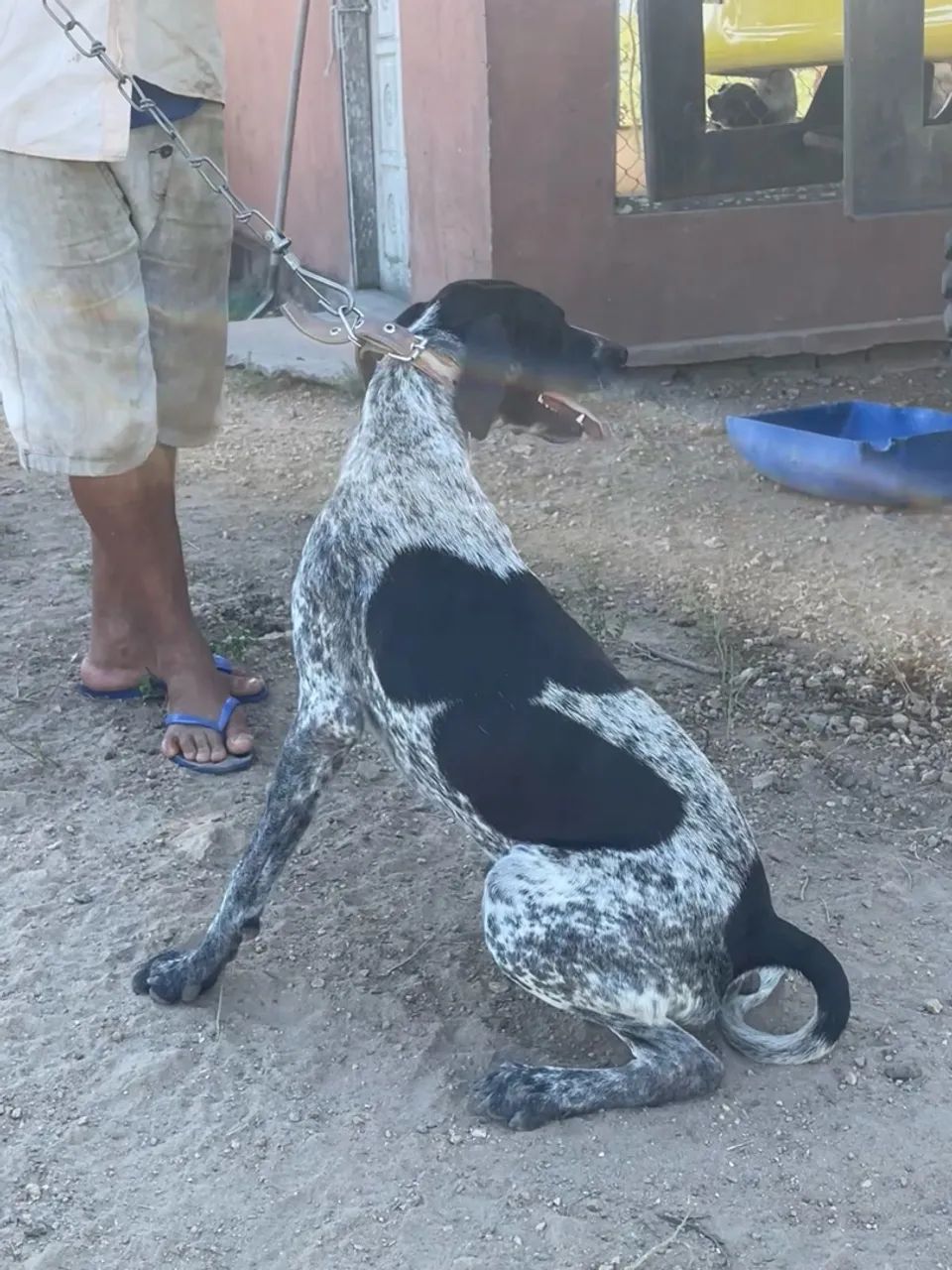 Filhote pointer inglês, vermifugados, vacinados, 8 meses - Foto 5