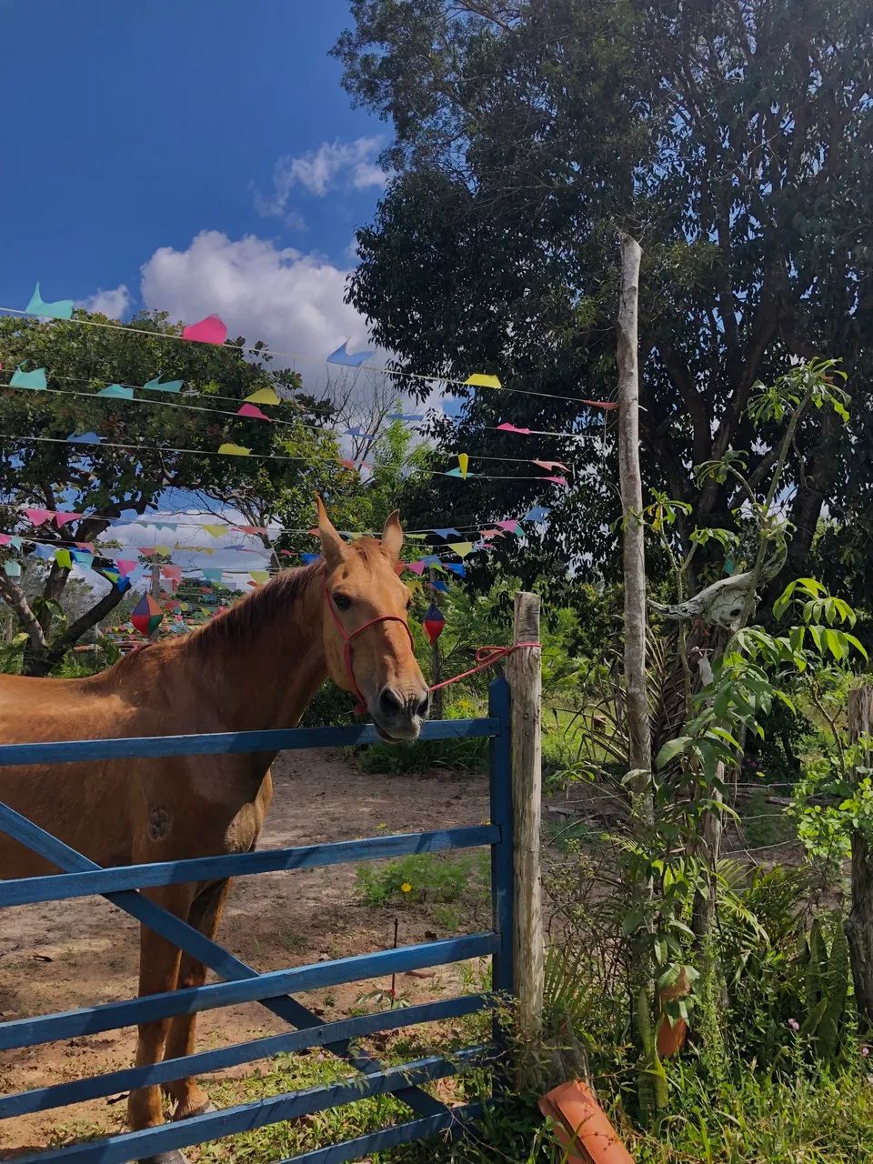 Cavalo mestiço de campolina  - Foto 2