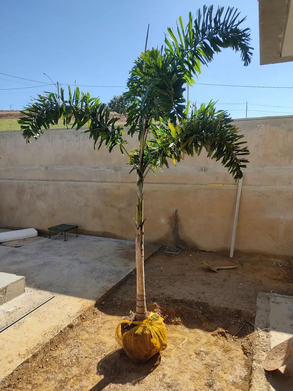 PALMEIRAS RABO DE RAPOSA EM OFERTA 