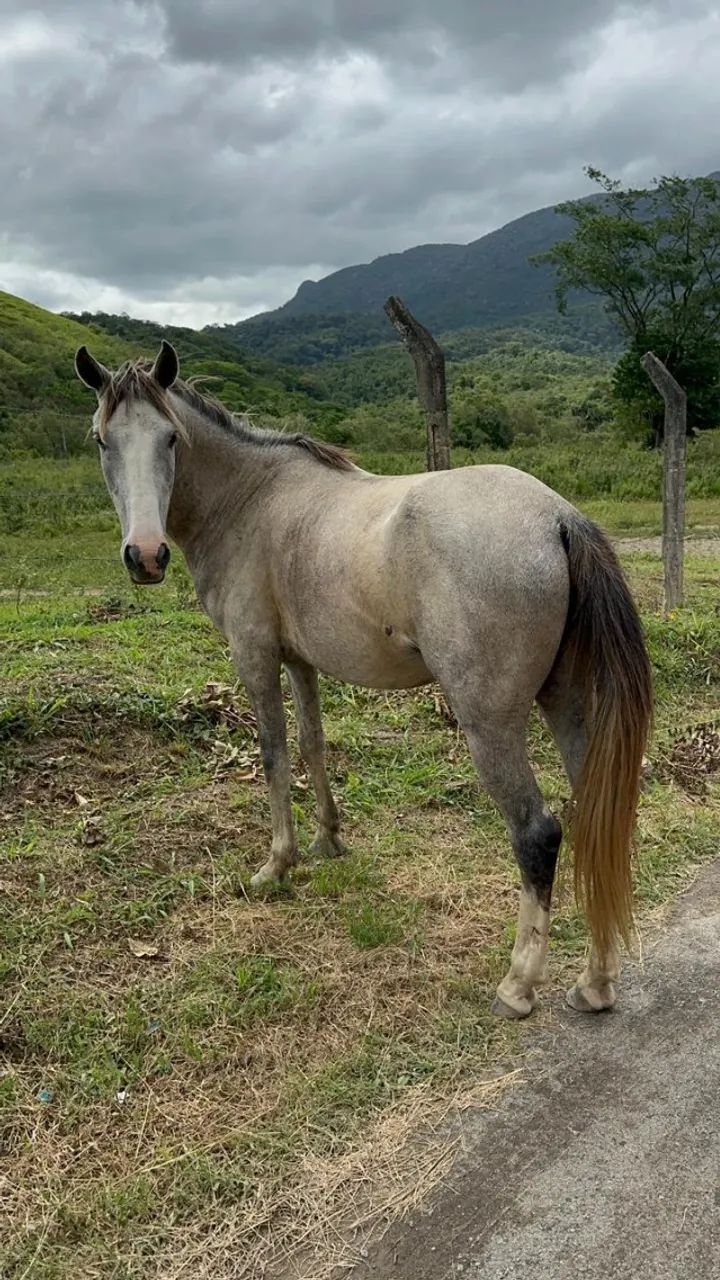 Cavalo castrado - Foto 2