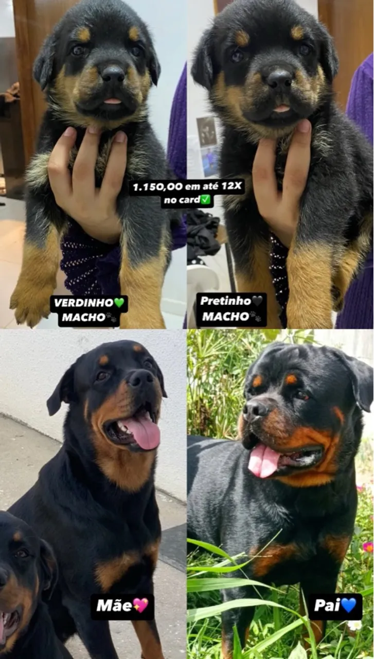 Filhotes de Rottweiler Machos Disponíveis