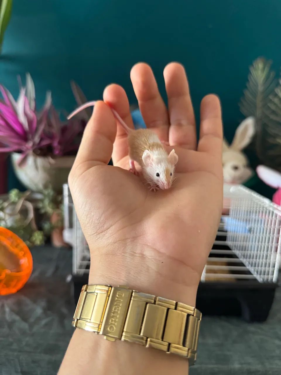 Roedor pet - Foto 4