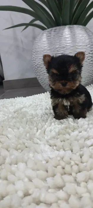 Yorkshire Terrir Micro e padrão a pronta entrega - Foto 3