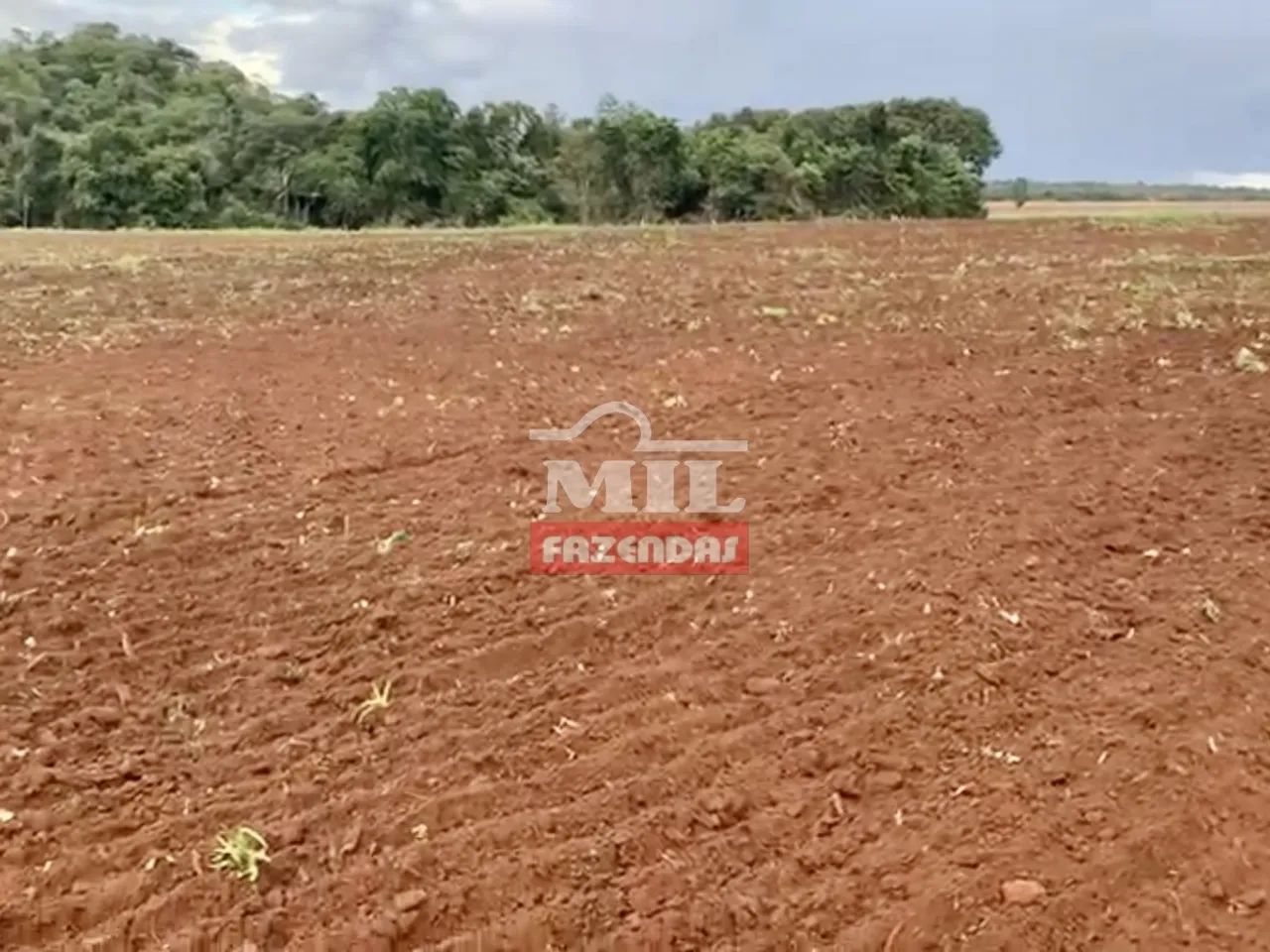 Fazenda Extra de 100 Alqueires (490 Hectares) em São Miguel do Araguaia - GO.