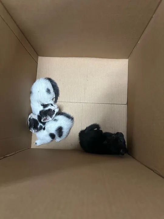 Gatinhos filhotes para adoção! - Foto 2