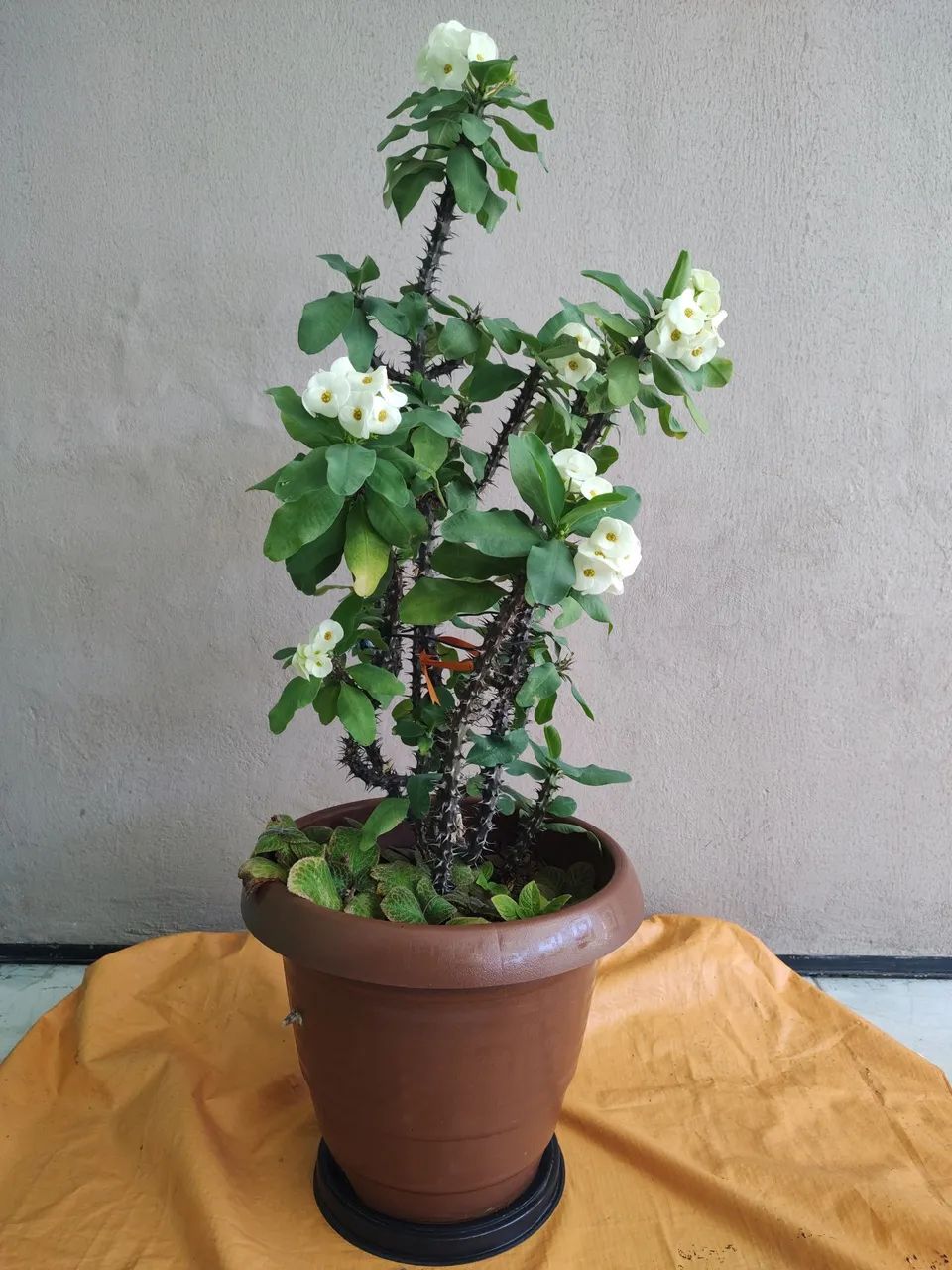 Planta Eu e Tú gigante  - Foto 4