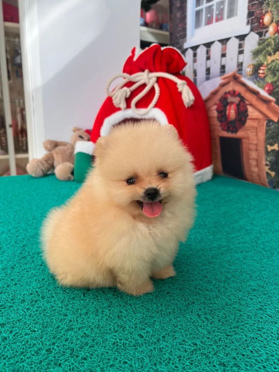 Lulus com lindas variações de cores e pelagens - Foto 4