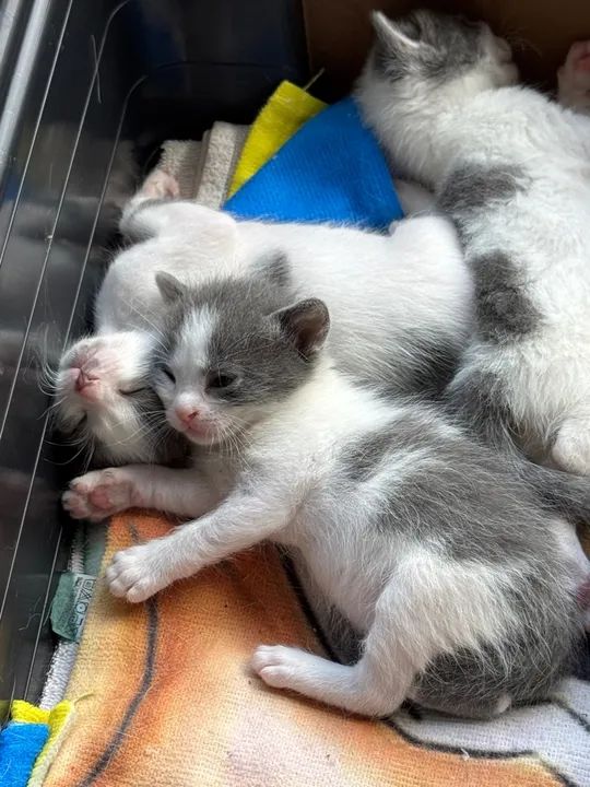 Gatinhos cinza e branco disponível para adoção - Foto 6