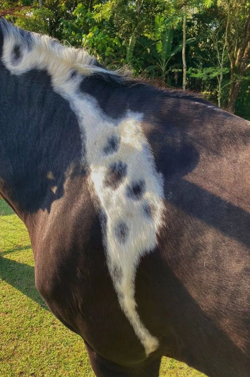 Égua Mangalarga Marchador