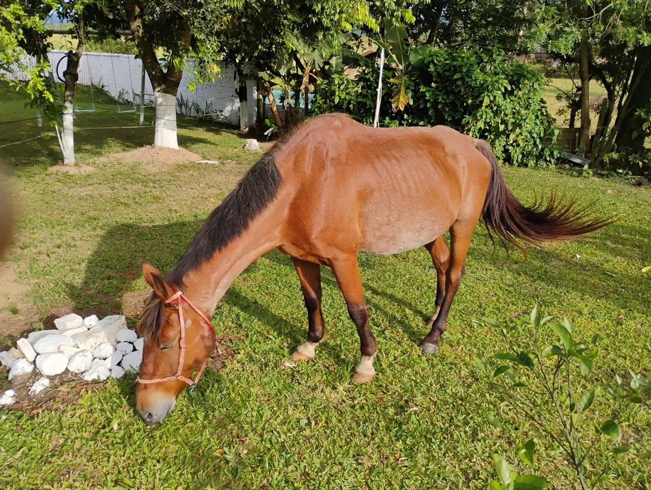 Cavalo Castrado e Manso - Foto 3