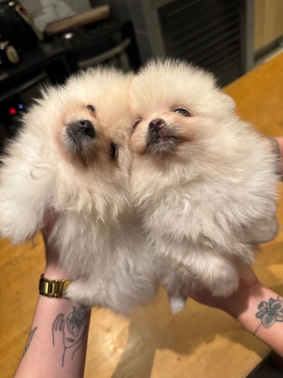 Vendo Lulu da pomerania  - Foto 4