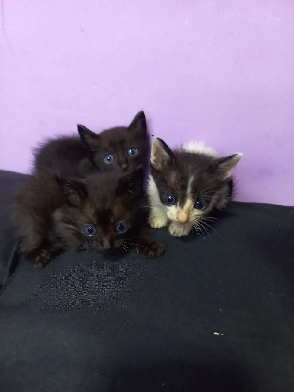 Gatinhos Peludinhos para Adoção