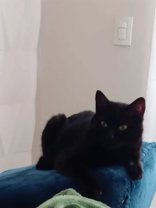 Gata preta linda para adoção - Foto 2