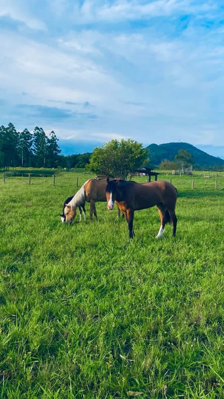 Vende-se égua colorada bragada - Foto 3