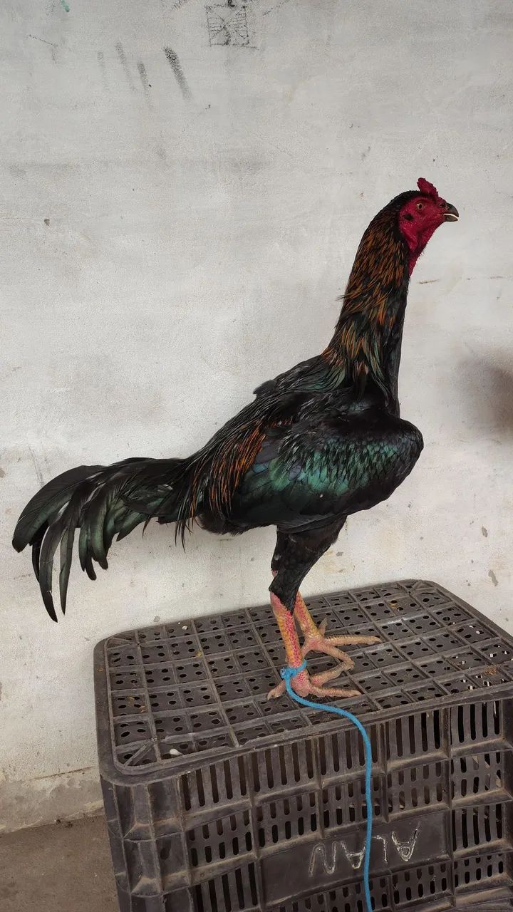 Vendo frango carioca  - Foto 5