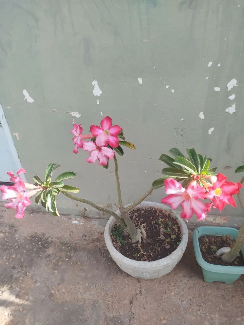 Rosa do deserto  - Foto 5
