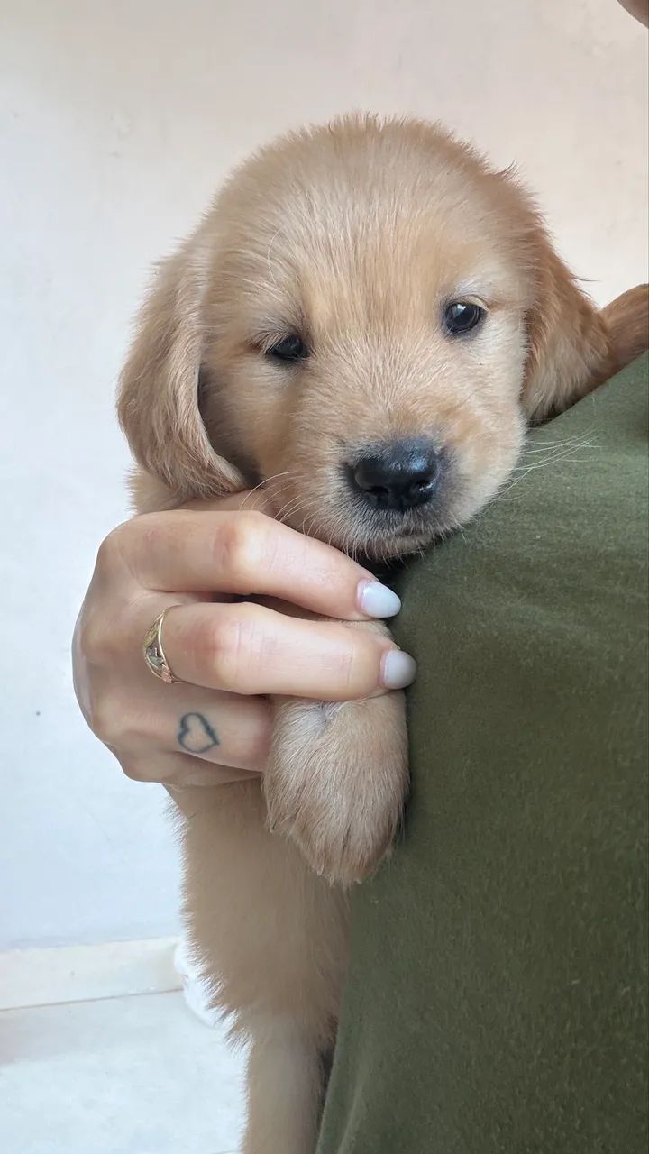 Golden 