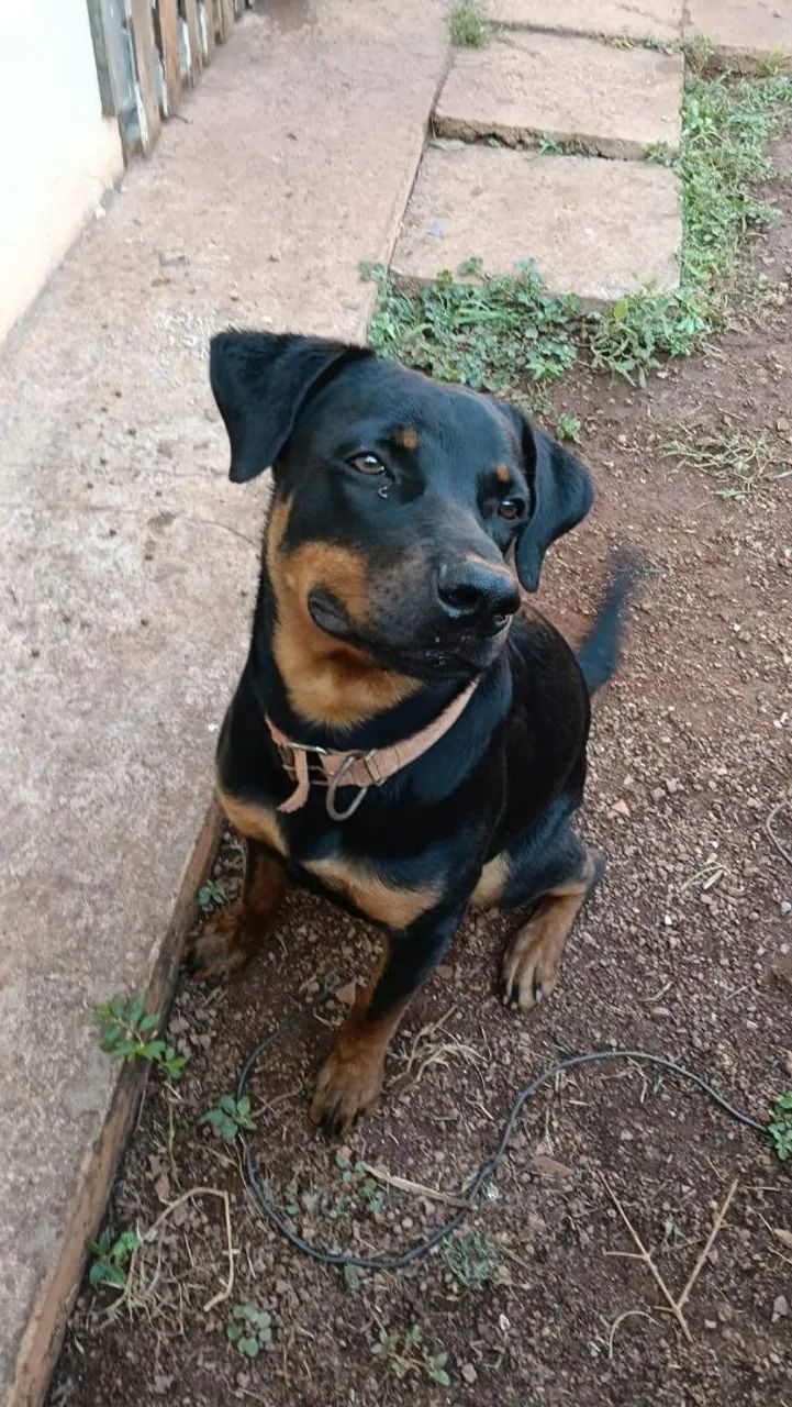 Vendo cachorro Rottweiler  - Foto 4