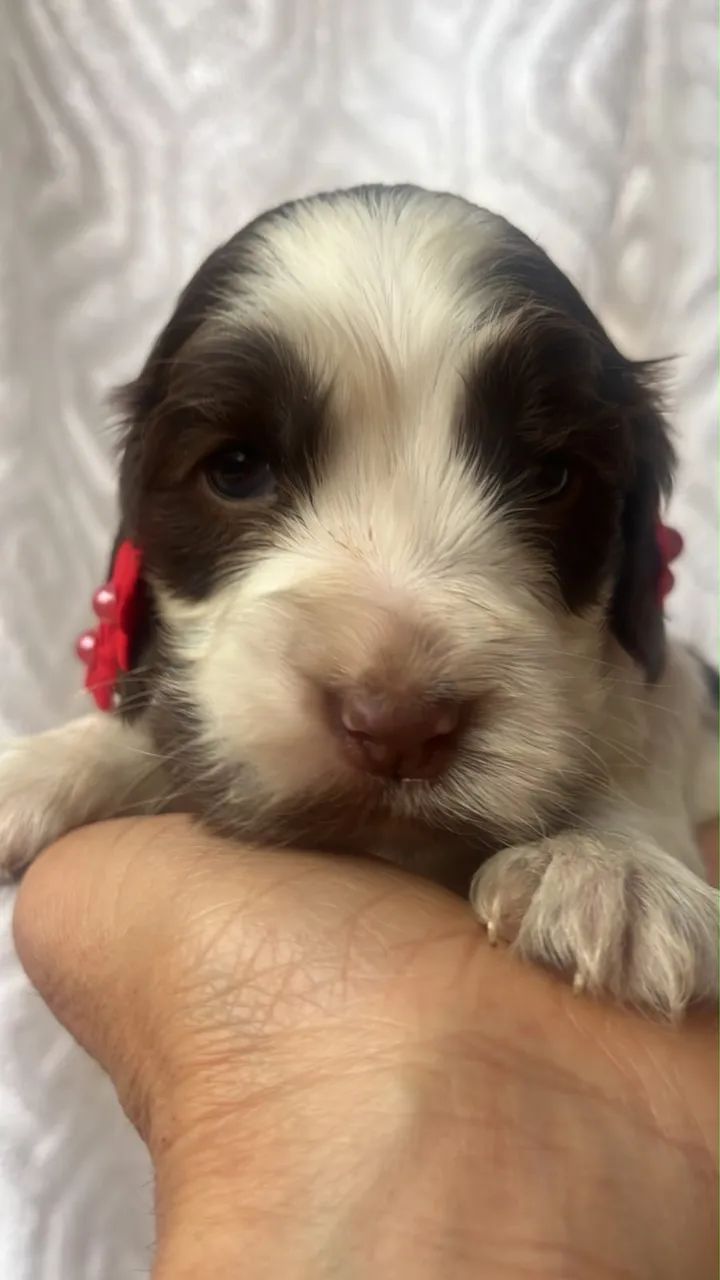 Cocker Spaniel inglês  - Foto 5