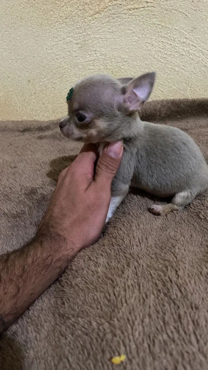 Chihuahua  - Foto 4