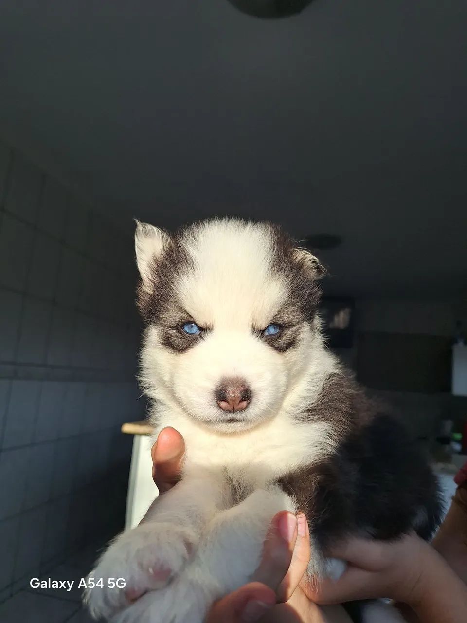 Cachorros  - Foto 2