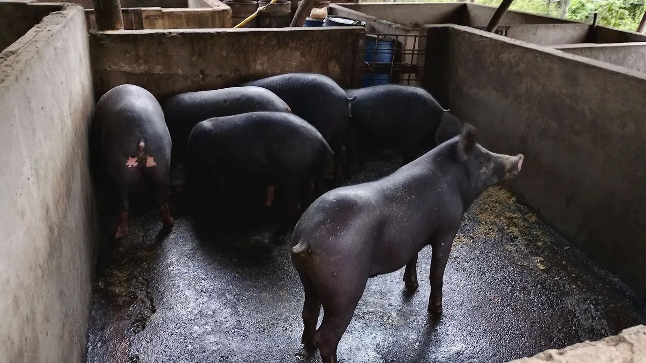 TROCO PORCA em BEZERRO - Foto 2